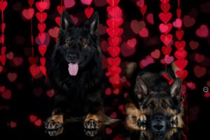 Sophart Photography Hunde Fotografie im Studio