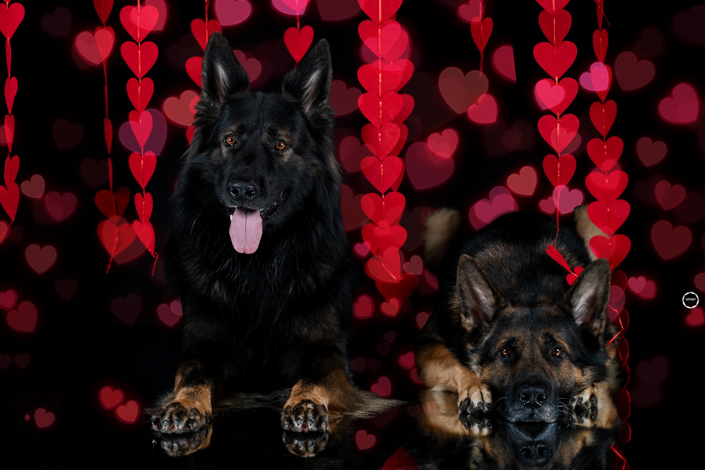 Sophart Photography Hunde Fotografie im Studio