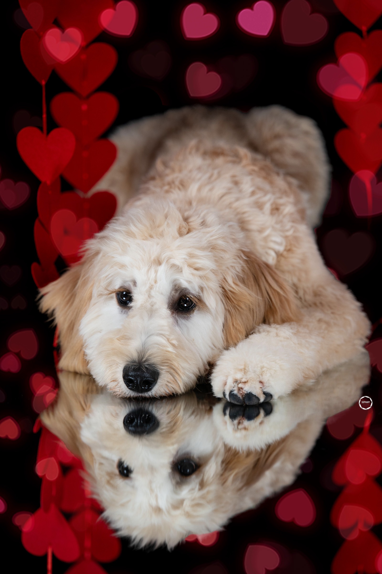 Sophart Photography Hunde Fotografie im Studio