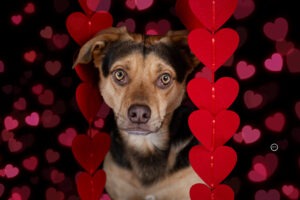 Sophart Photography Hunde Fotografie im Studio