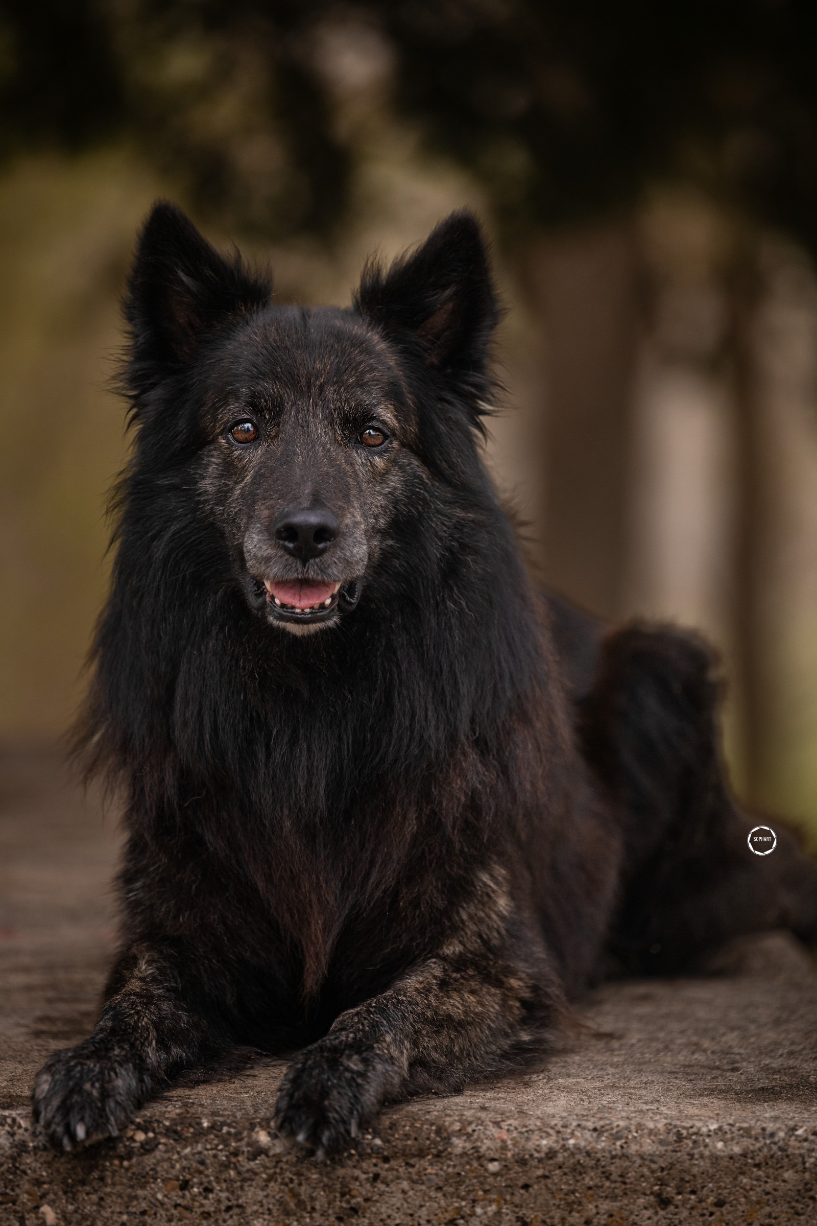 Sophart Photography Hunde Fotografie