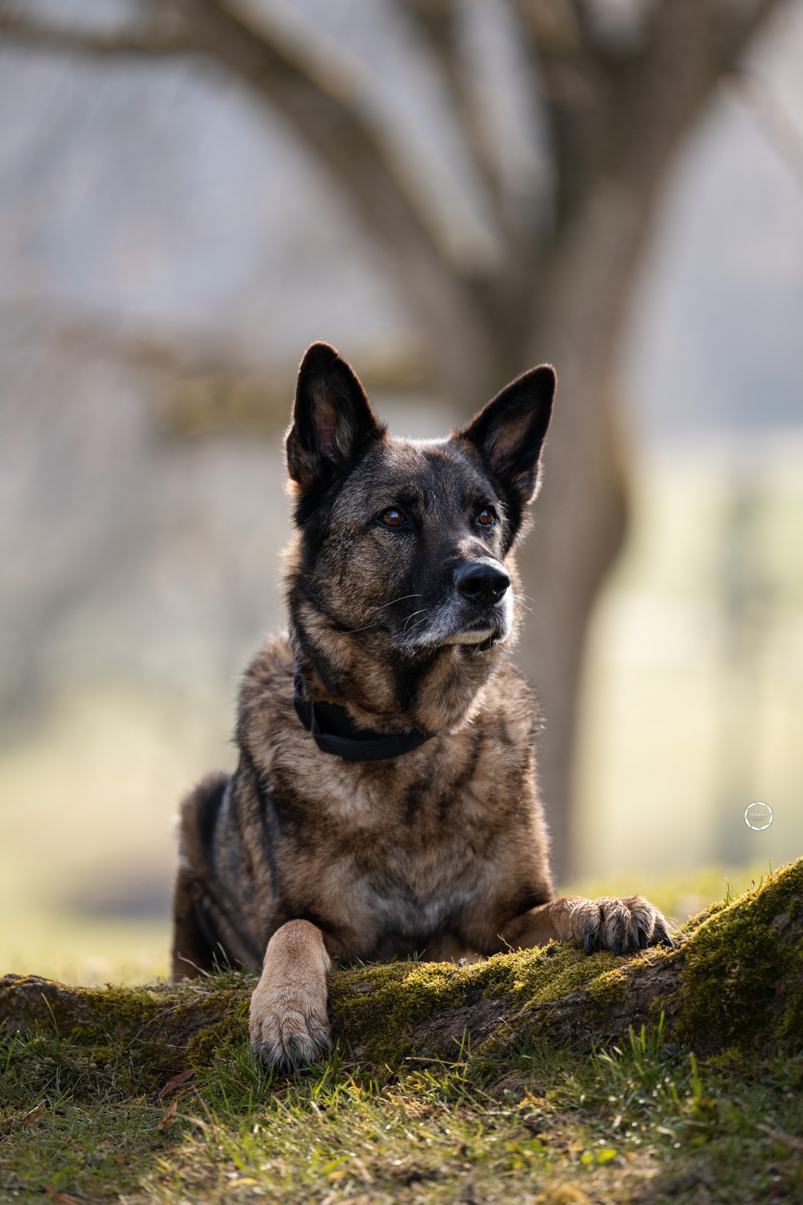 Sophart Photography Hunde Fotoshooting