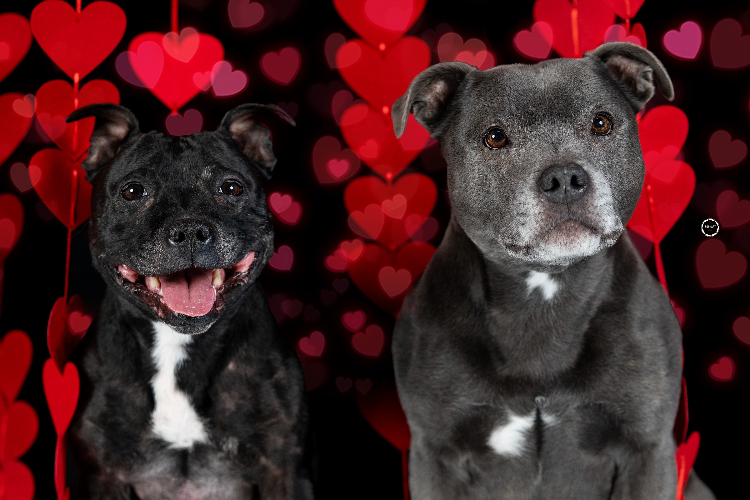 Sophart Photography Hunde Fotografie im Studio