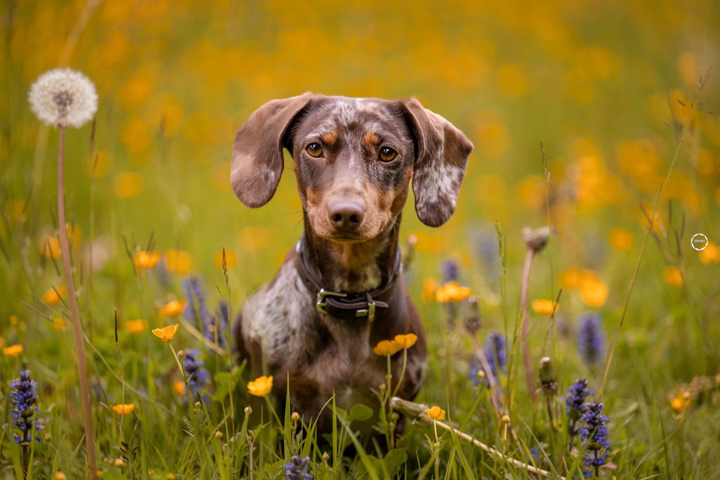 Sophart Photography Hunde Fotografie