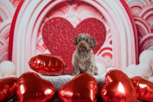 Sophart Photography Hunde Fotografie im Studio