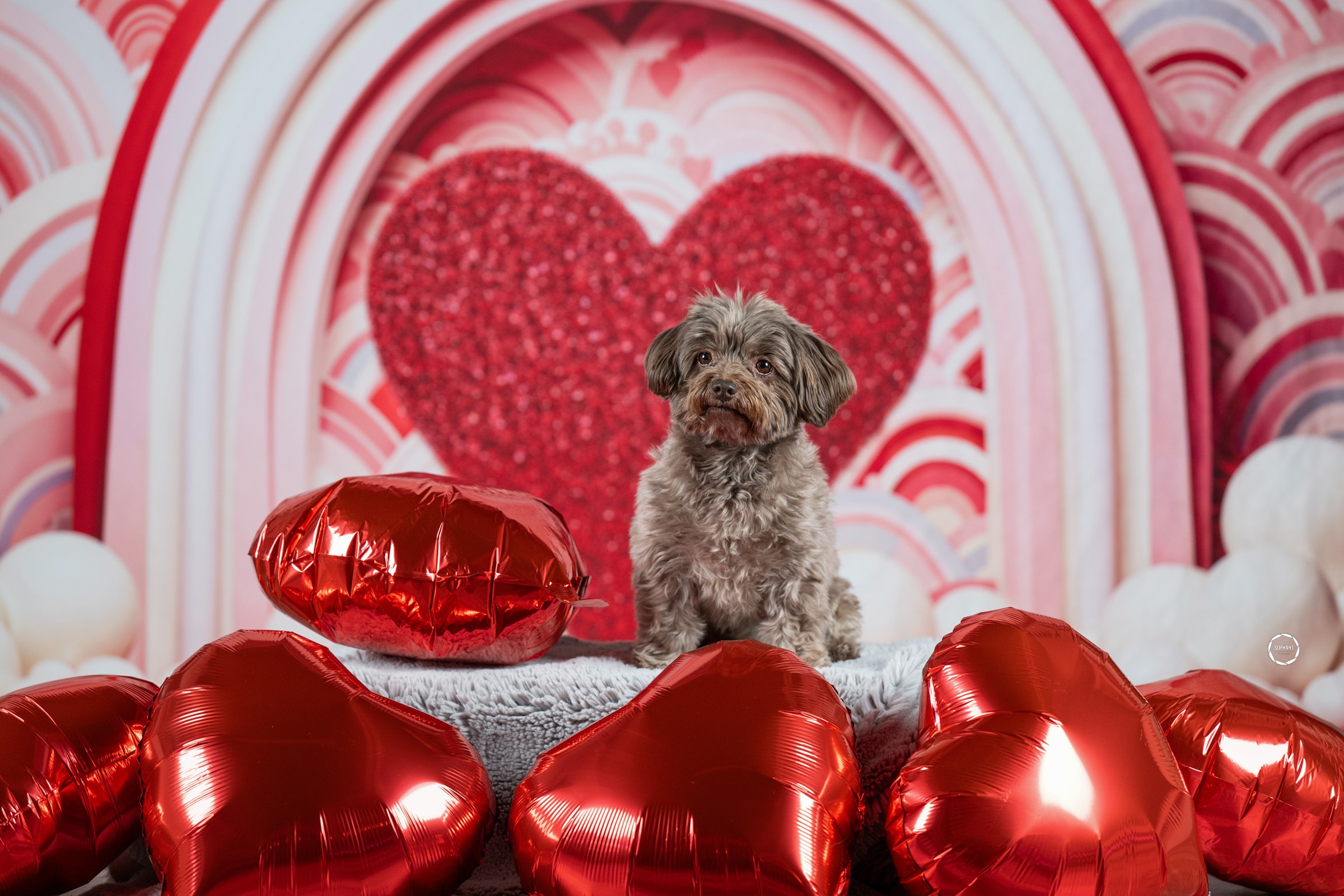 Sophart Photography Hunde Fotografie im Studio