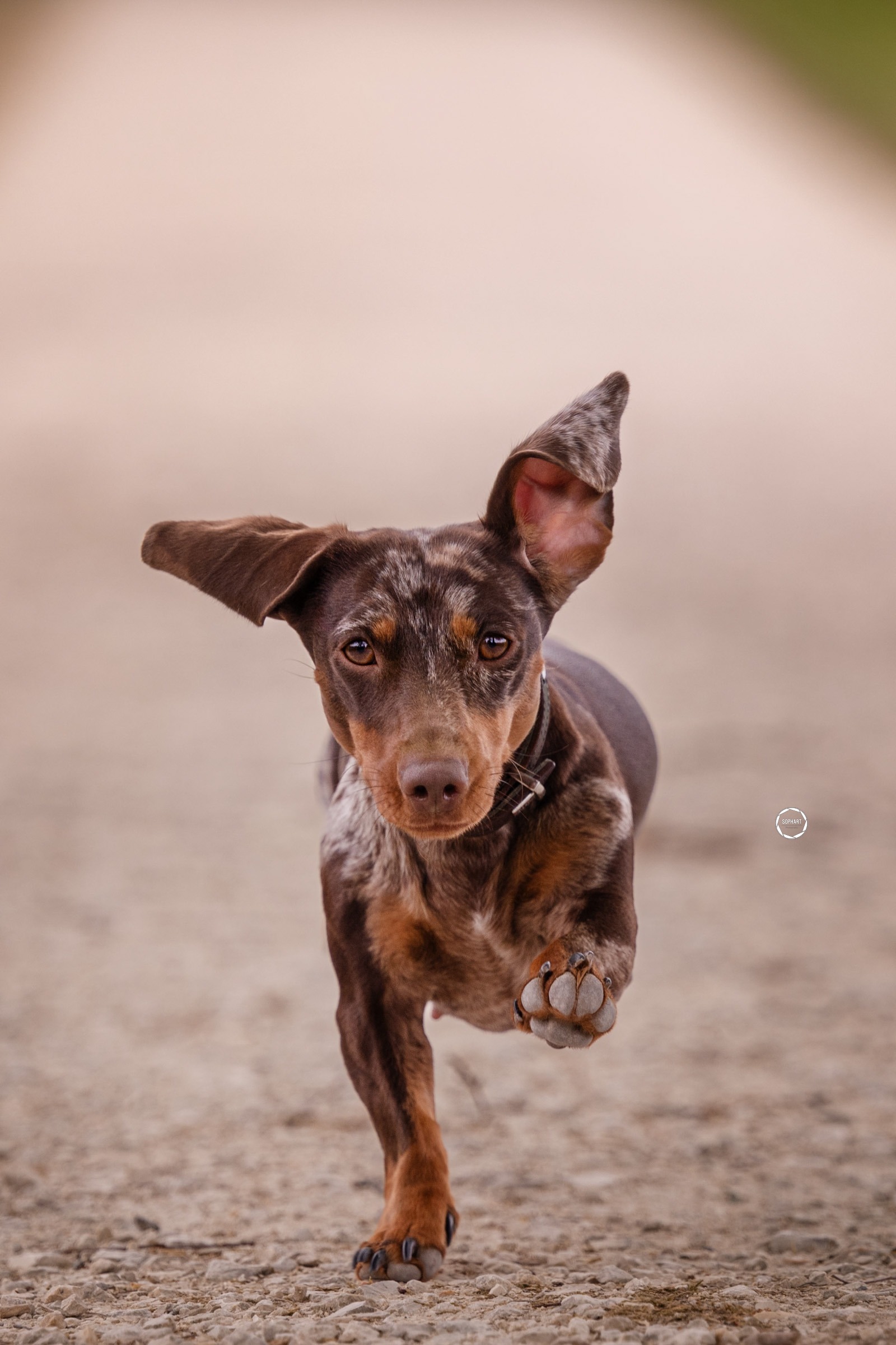 Sophart Photography Hunde Fotografie