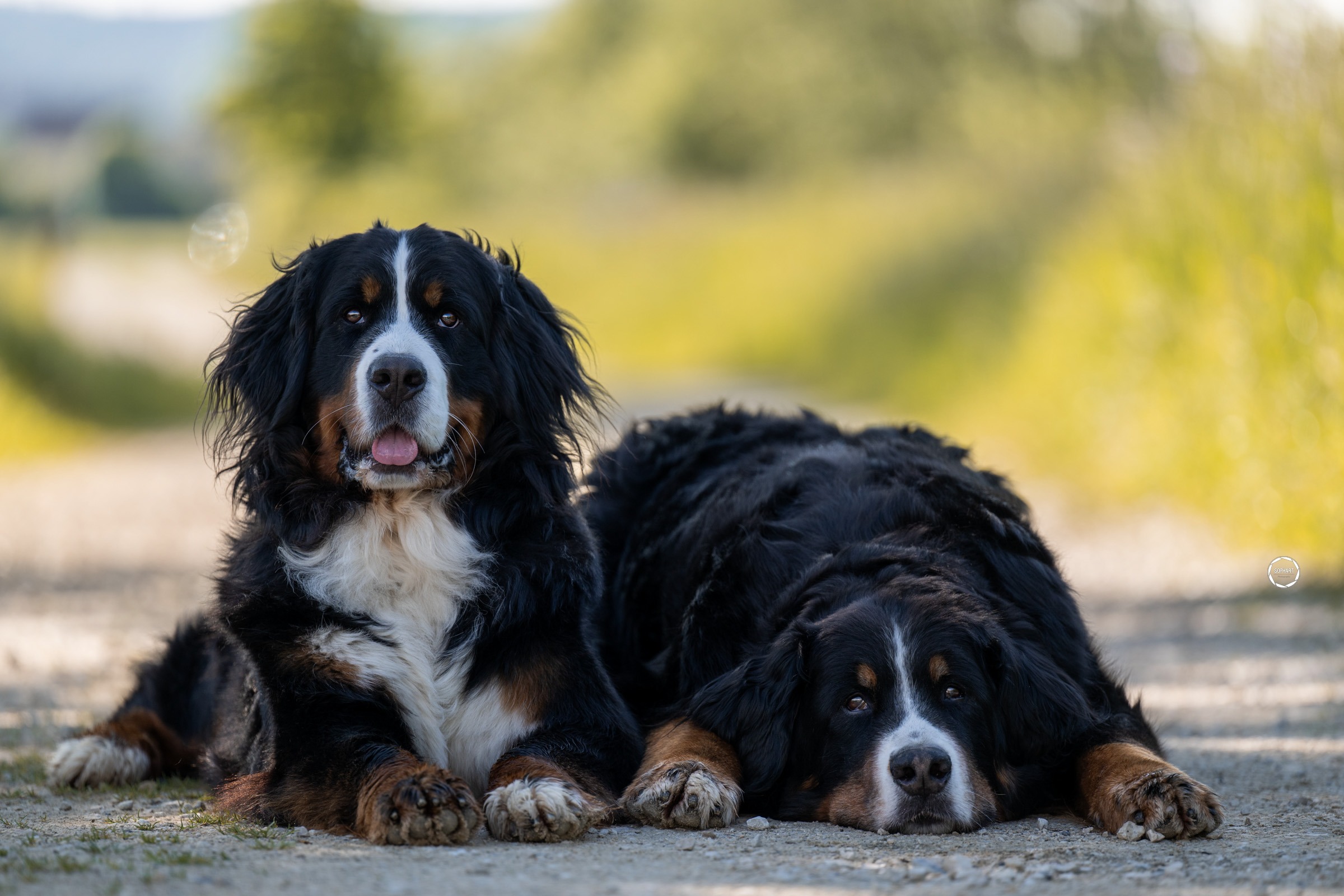 Sophart Photography Hunde Fotografie