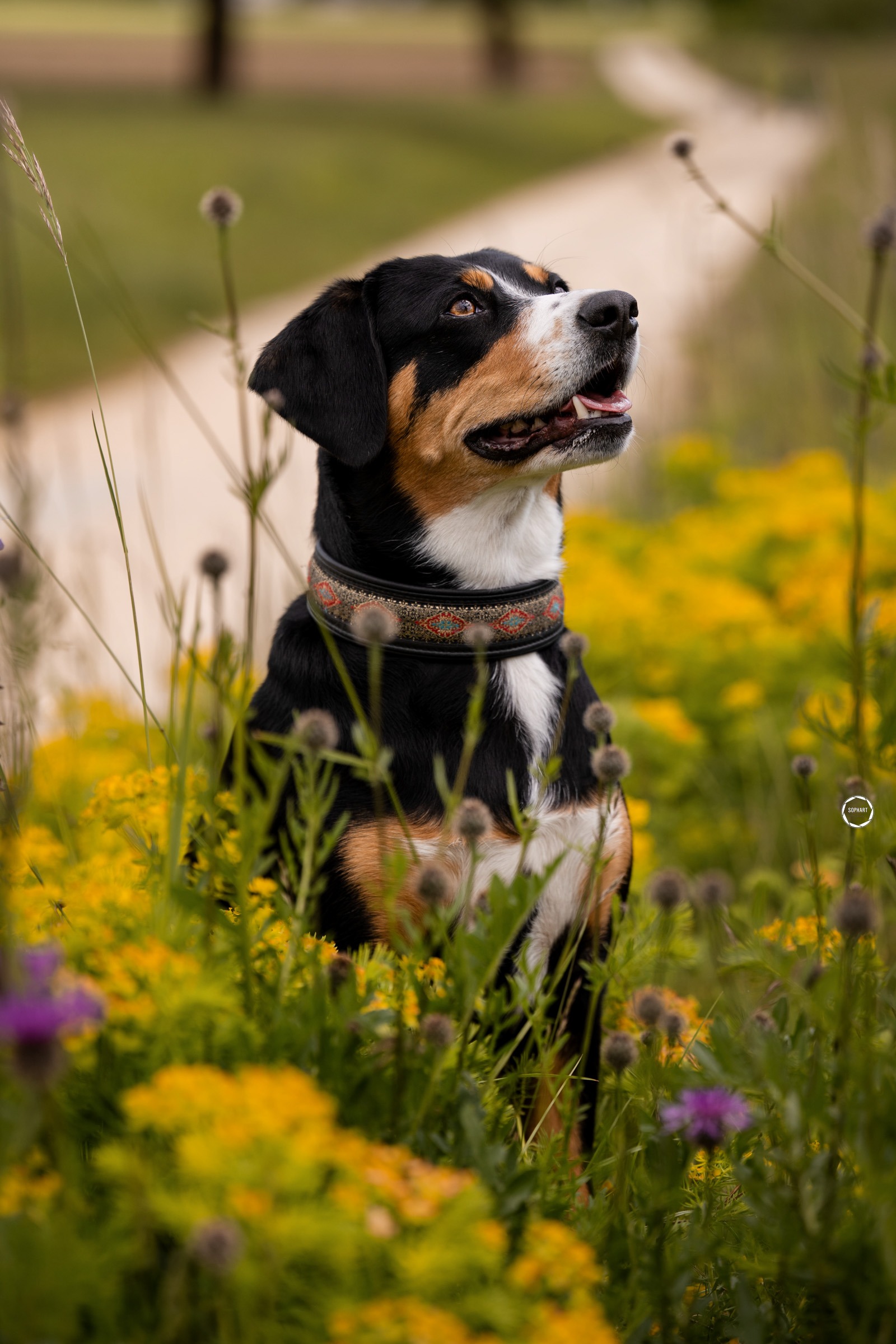 Sophart Photography Hunde Fotoshooting