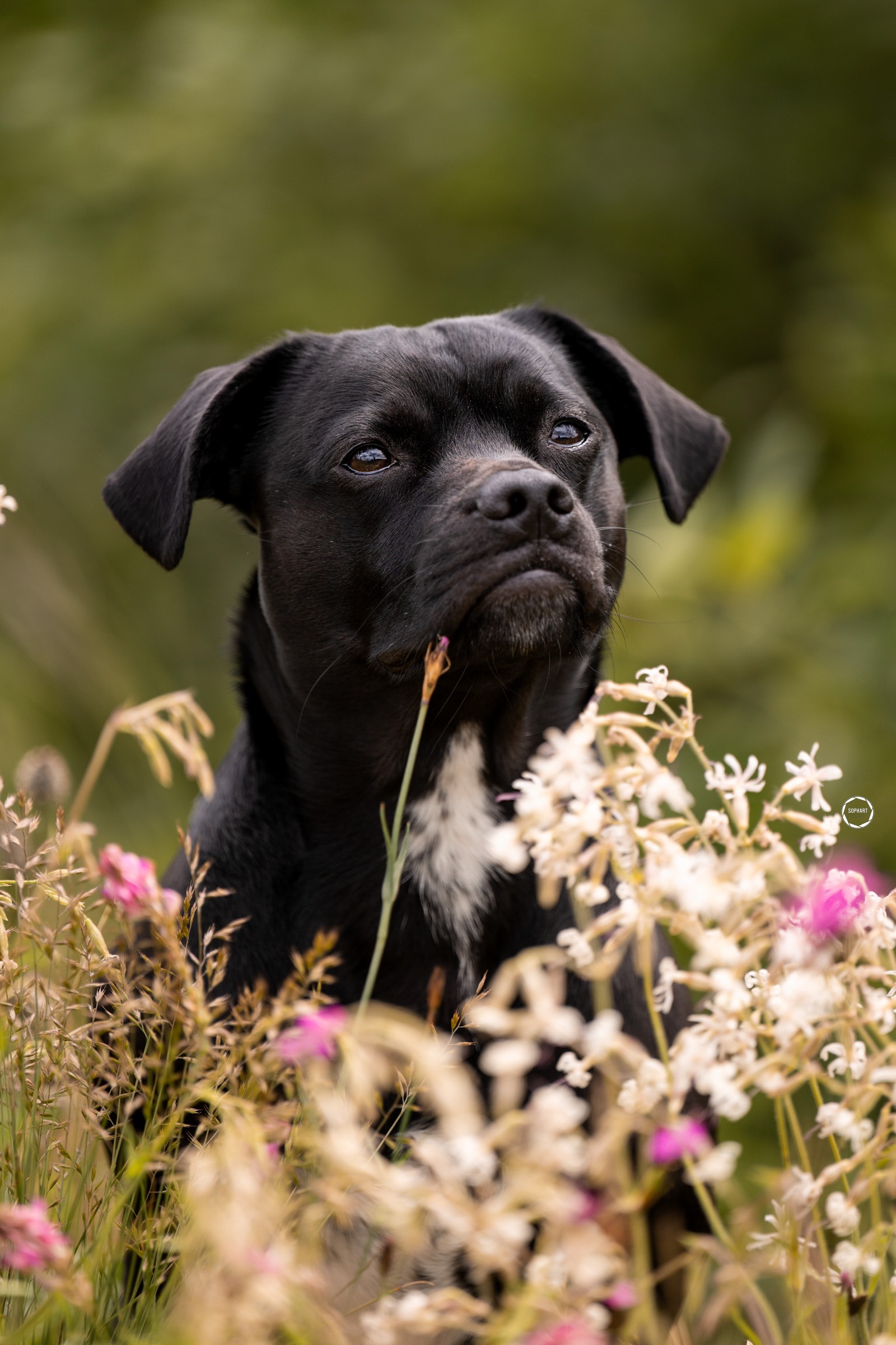 Sophart Photography Hunde Fotoshooting