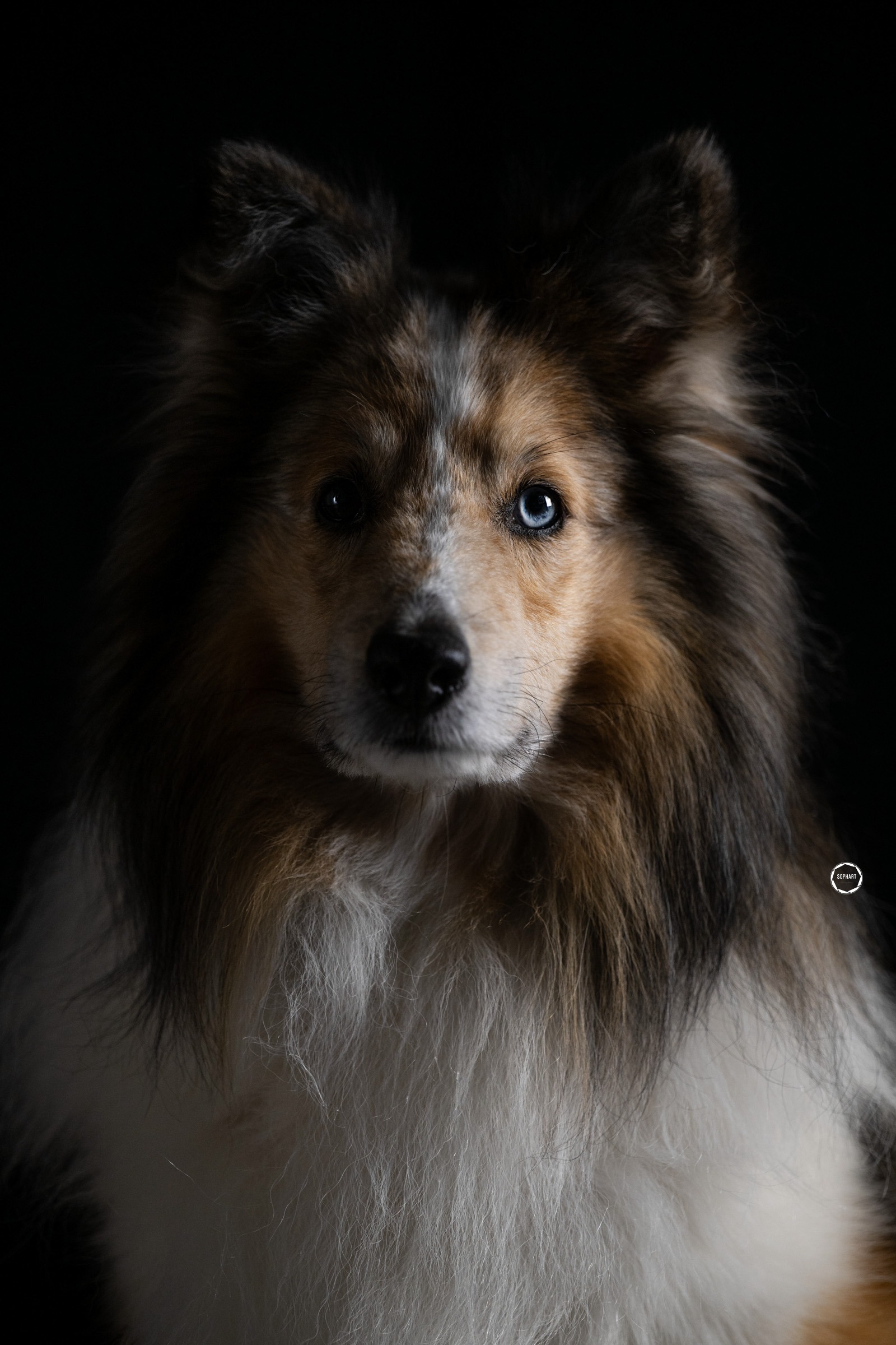 Sophart Photography Hunde Fotografie