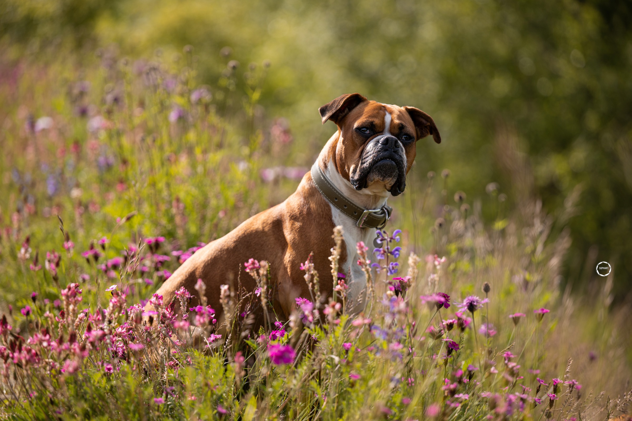 Sophart Photography Hunde Fotoshooting