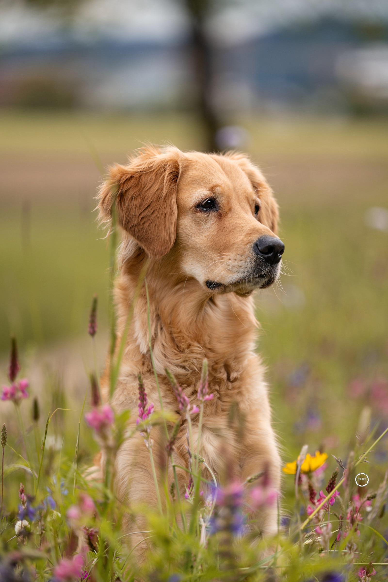 Sophart Photography Hunde Fotoshooting