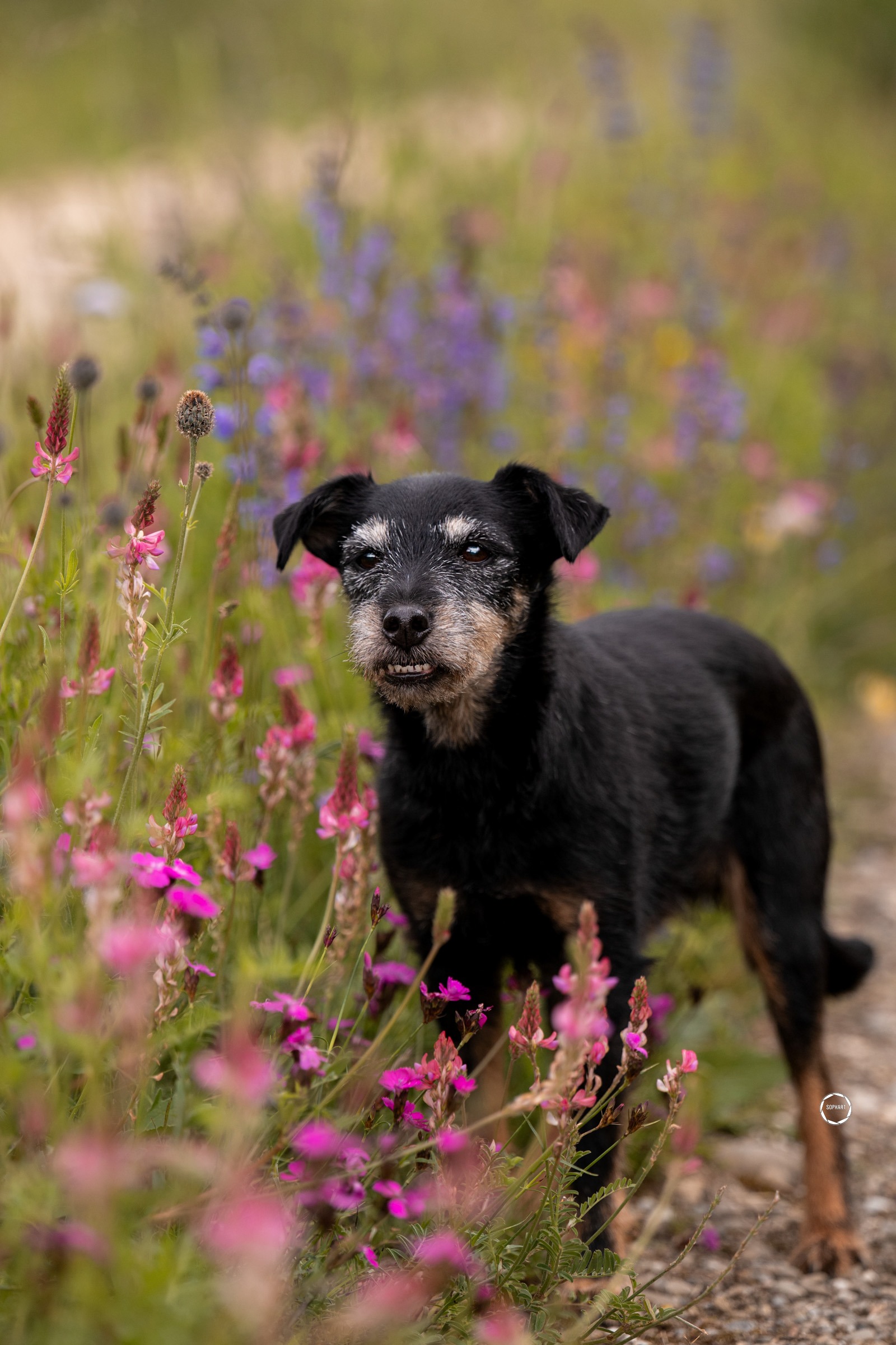 Sophart Photography Hunde Fotoshooting