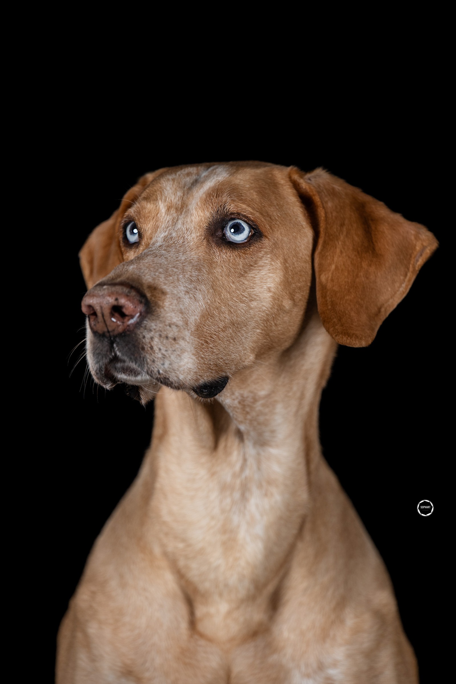 Sophart Photography