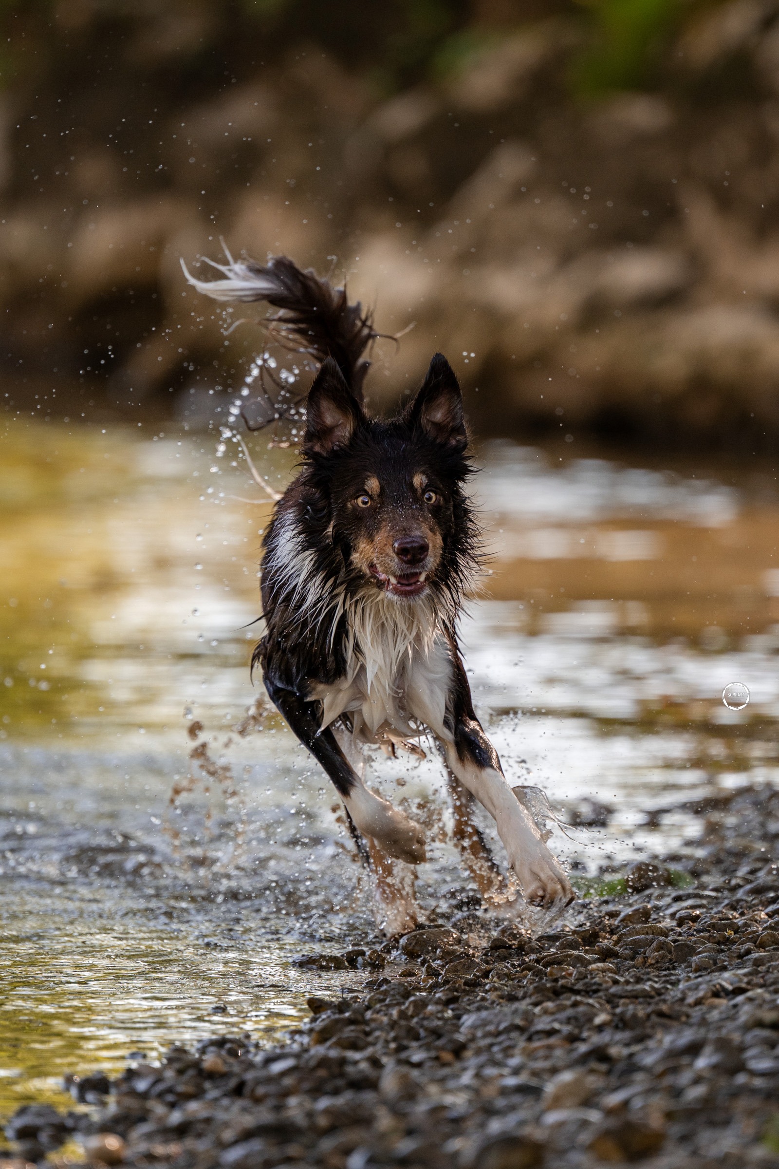 Sophart Photography Outdoor Hundefotografie