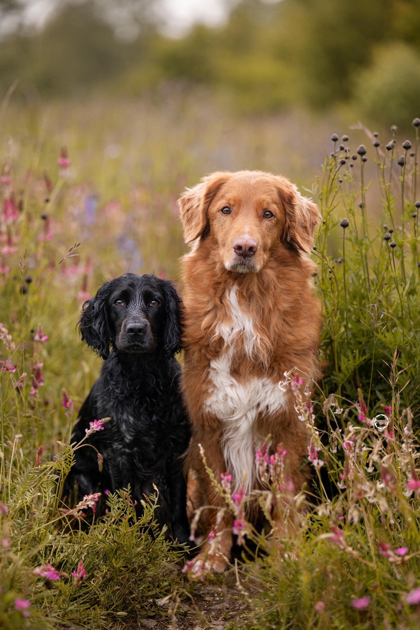 Sophart Photography Hunde Fotoshooting