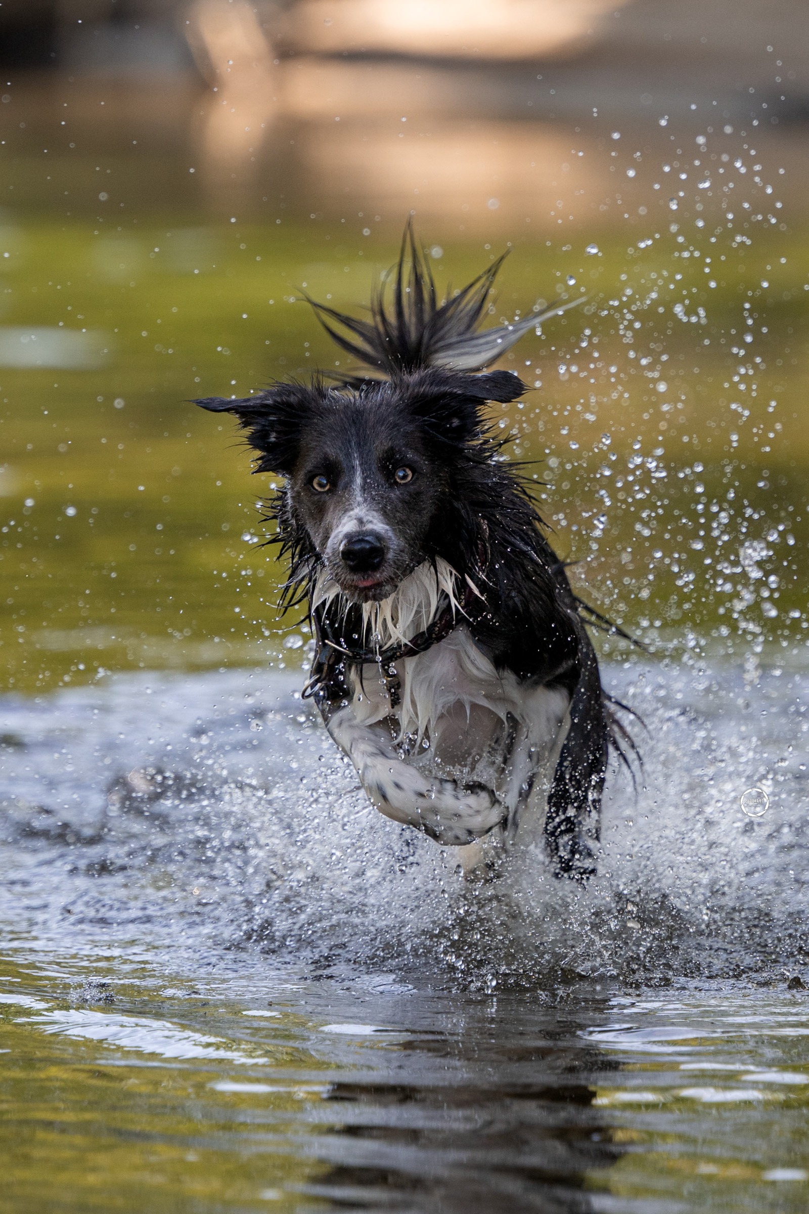 Sophart Photography Outdoor Hundefotografie