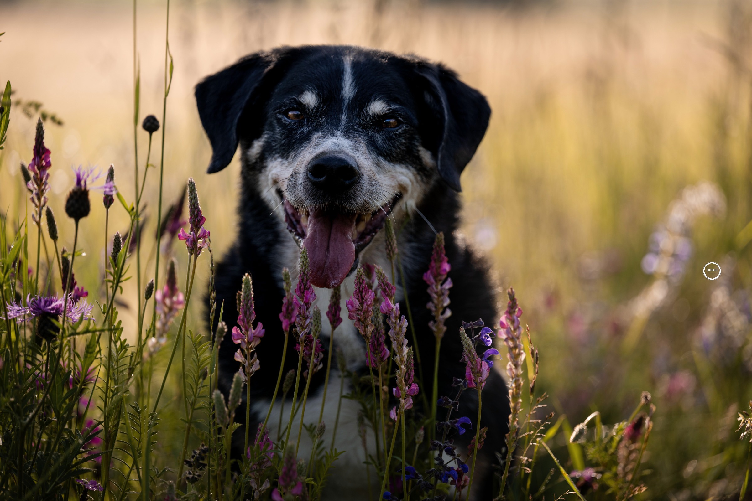 Sophart Photography Hunde Fotoshooting