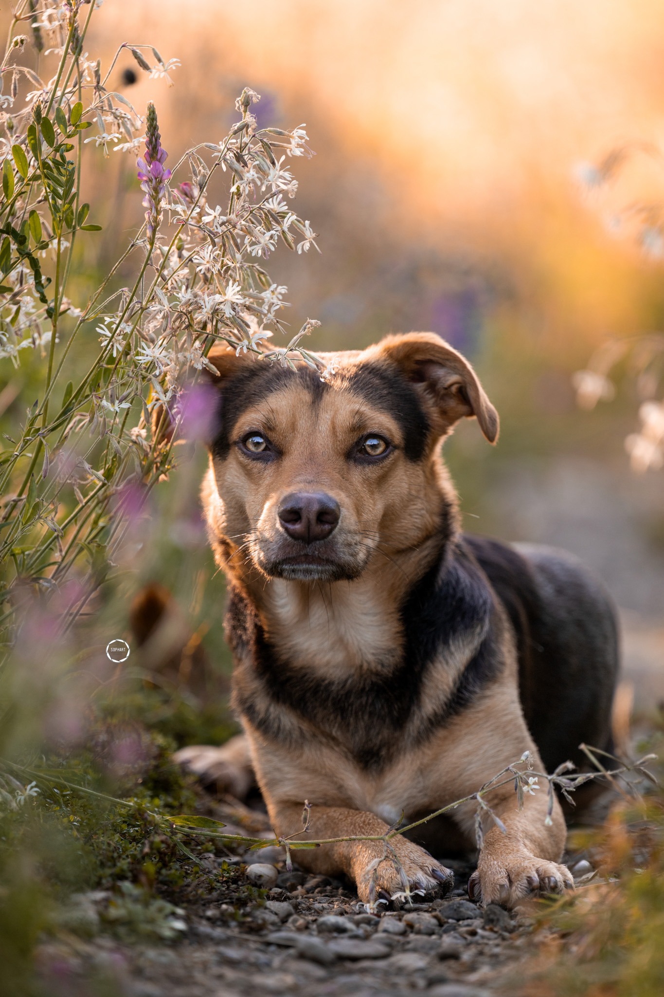 Sophart Photography Hunde Fotoshooting