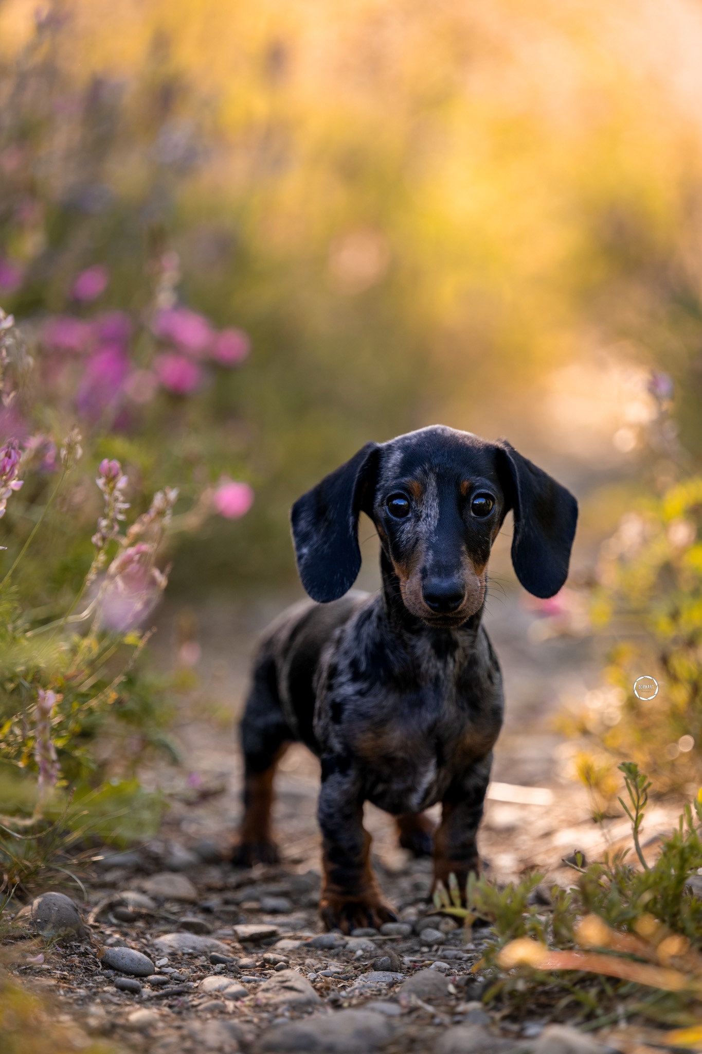 Sophart Photography Hunde Fotoshooting