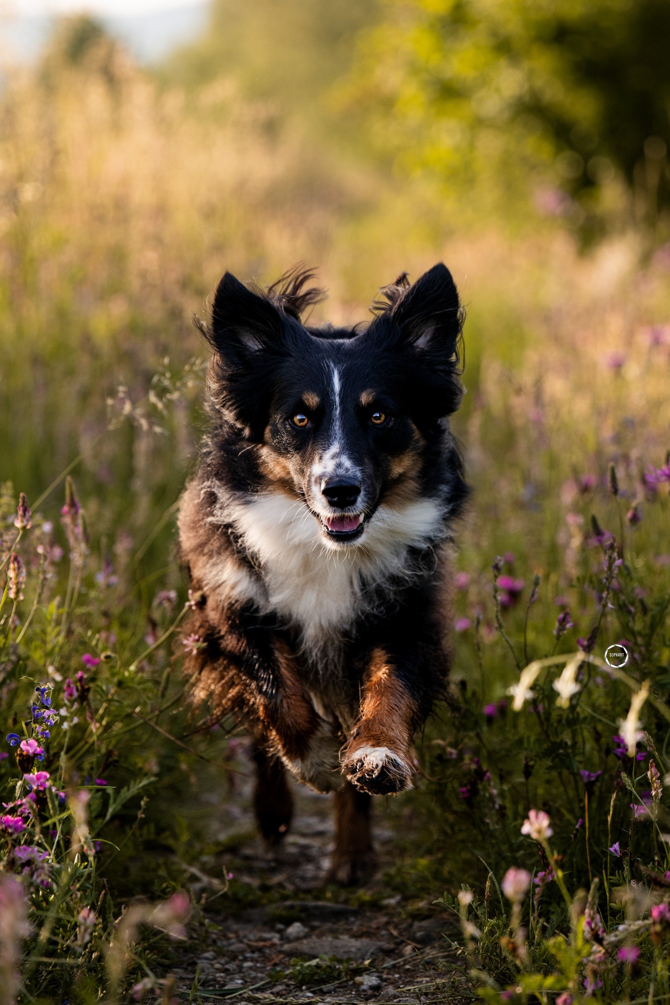 Sophart Photography Hunde Fotoshooting