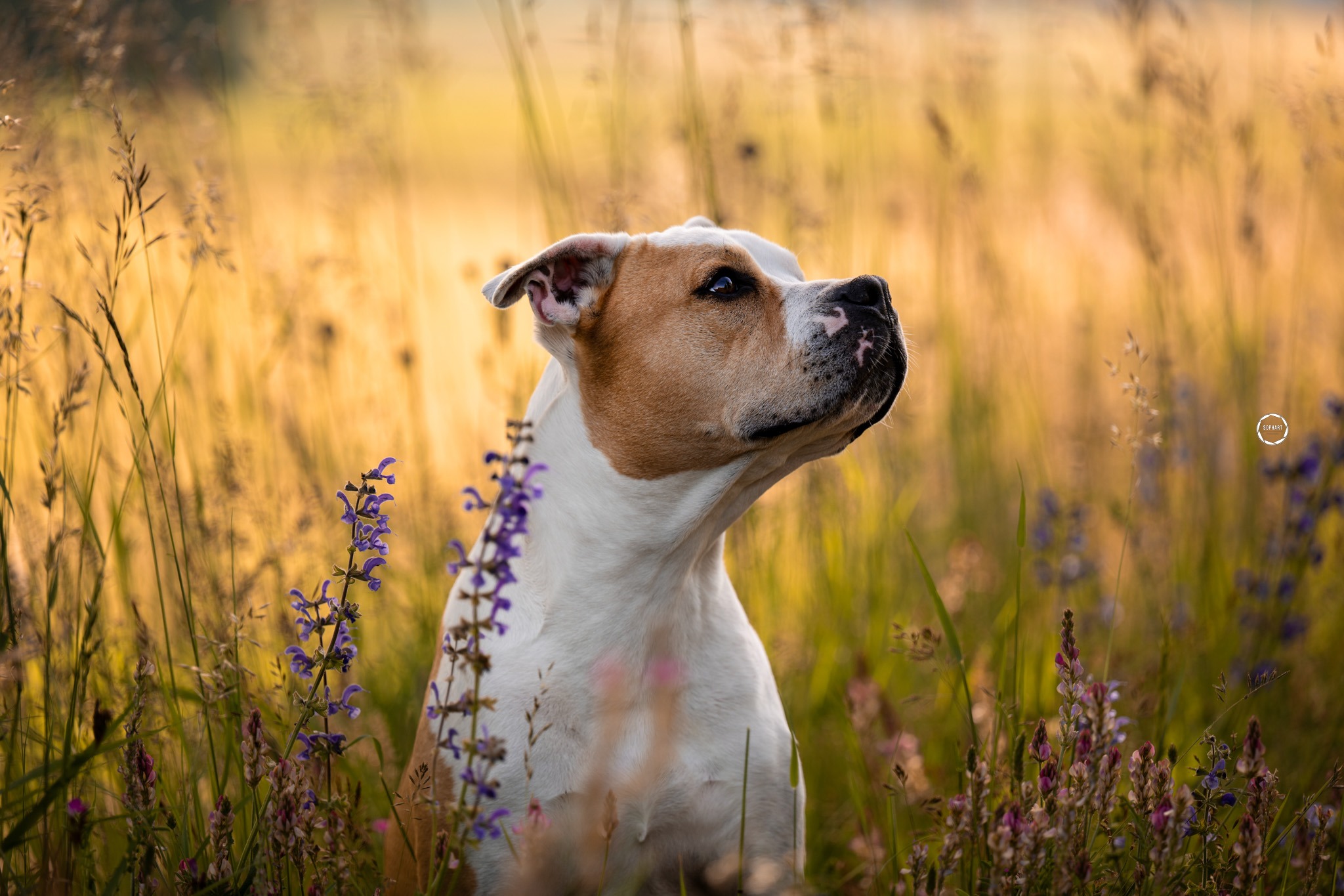 Sophart Photography Hunde Fotoshooting