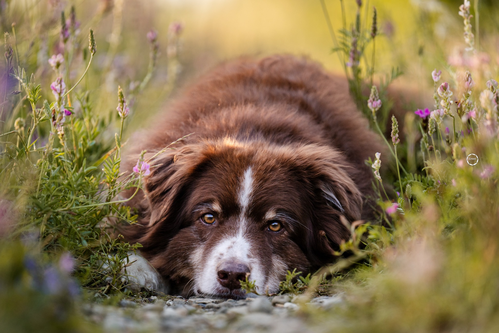 Sophart Photography Hunde Fotoshooting