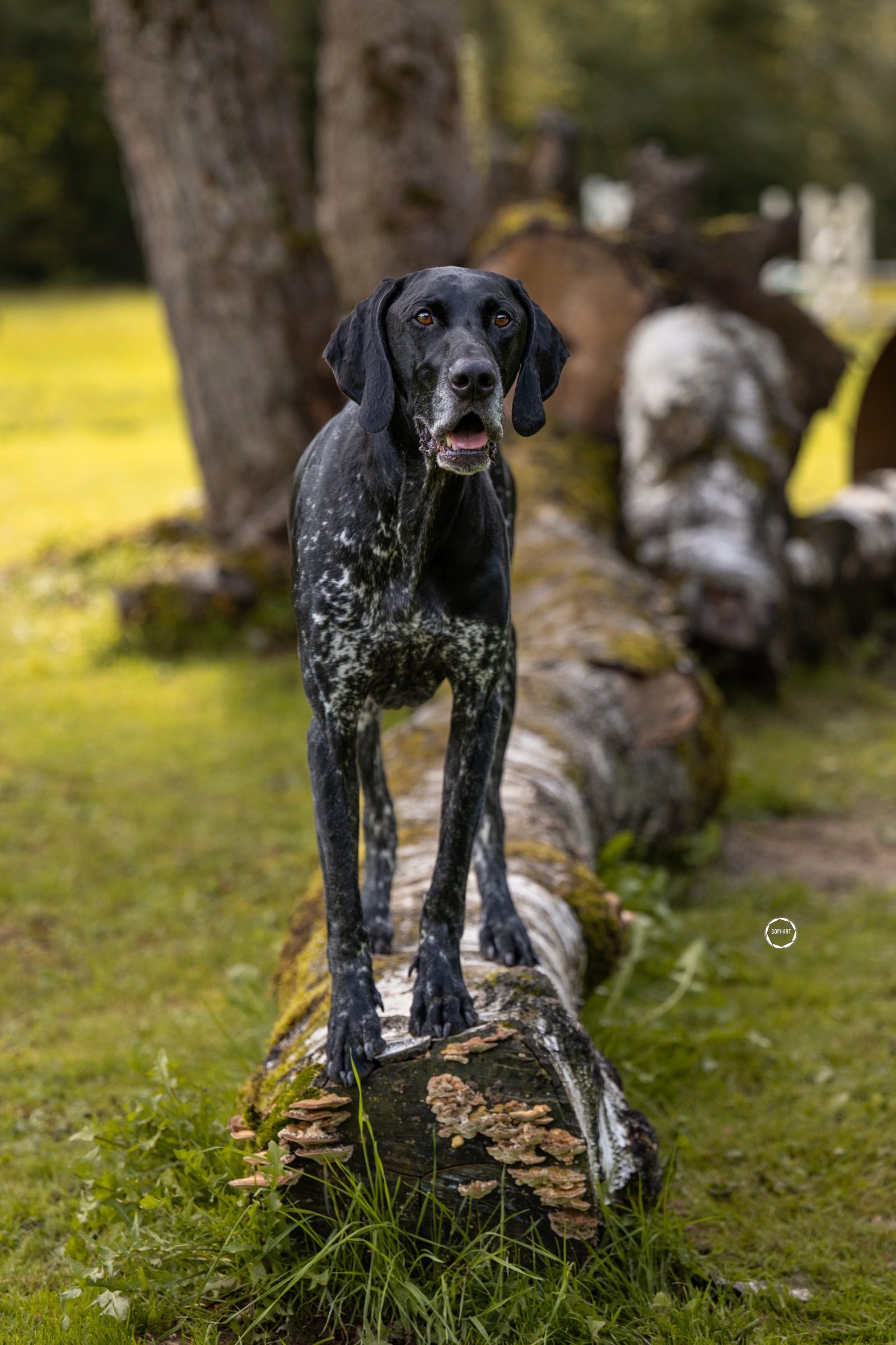 Sophart Photography Hunde Fotografie