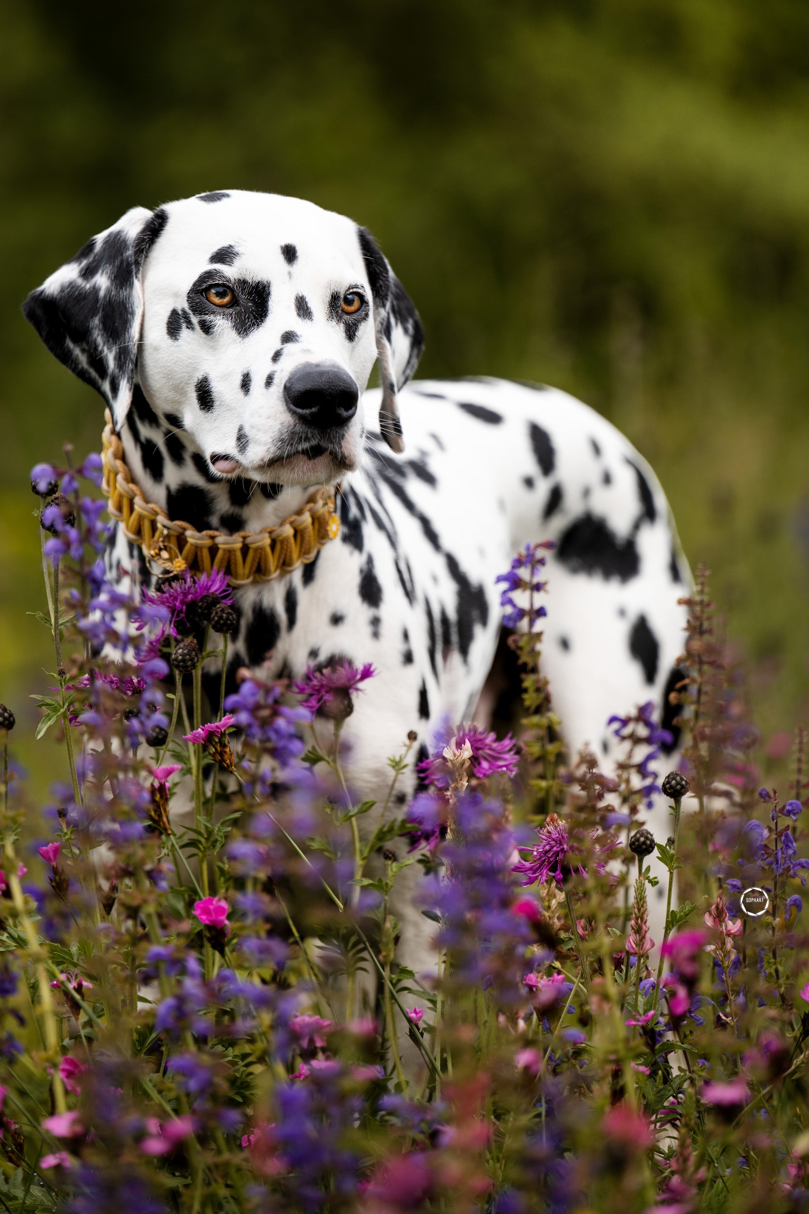 Sophart Photography Hunde Fotoshooting