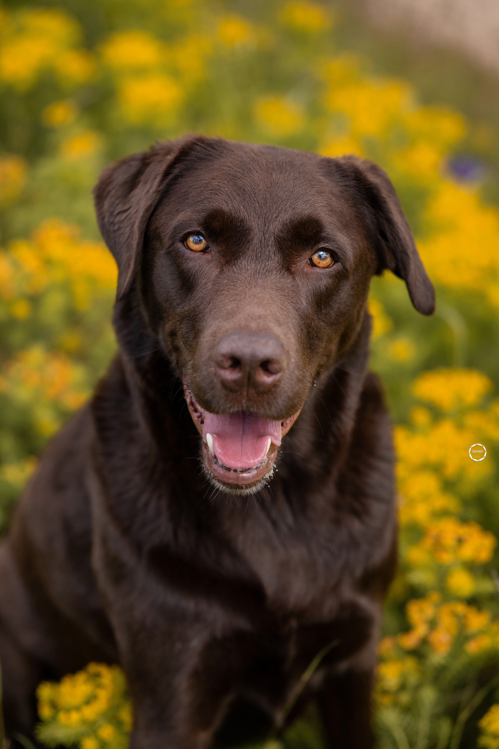 Sophart Photography Hunde Fotoshooting