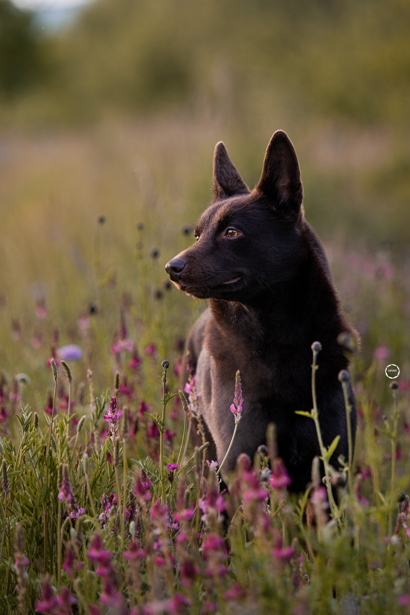 Sophart Photography Hunde Fotoshooting