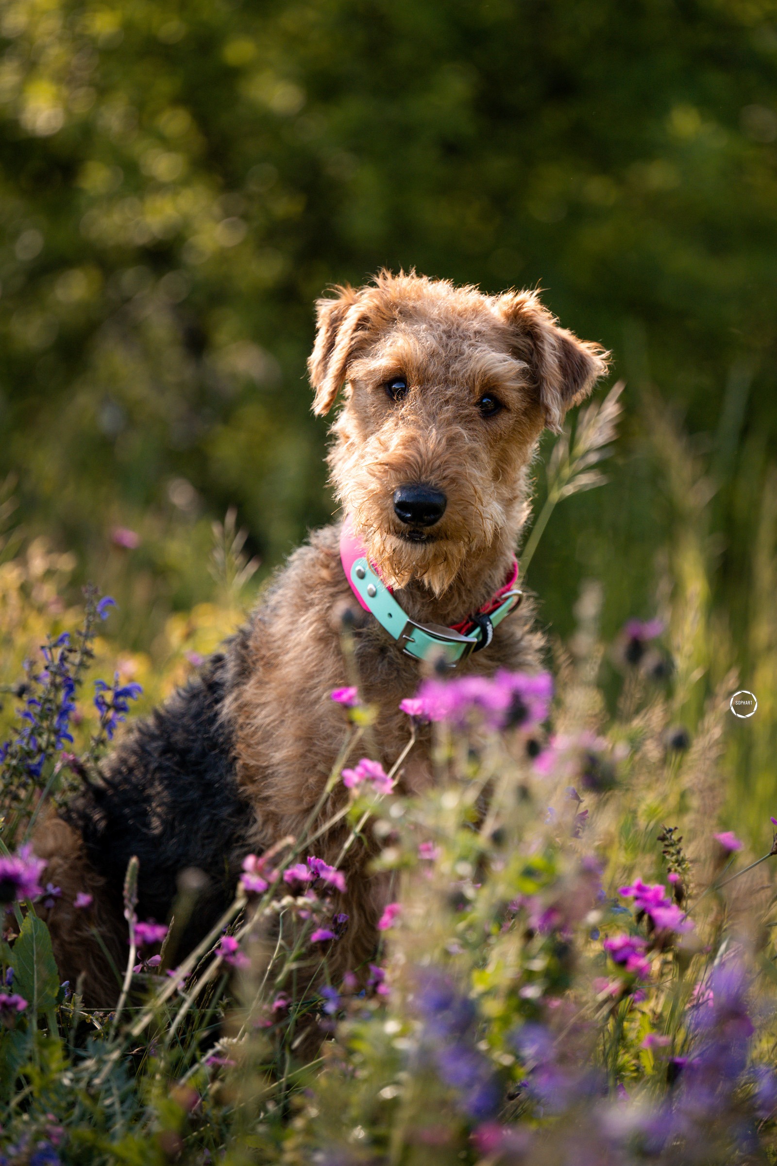 Sophart Photography Hunde Fotoshooting