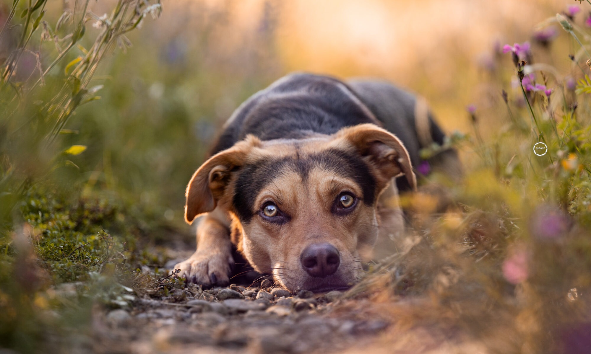 Sophart Photography Hunde Fotografie