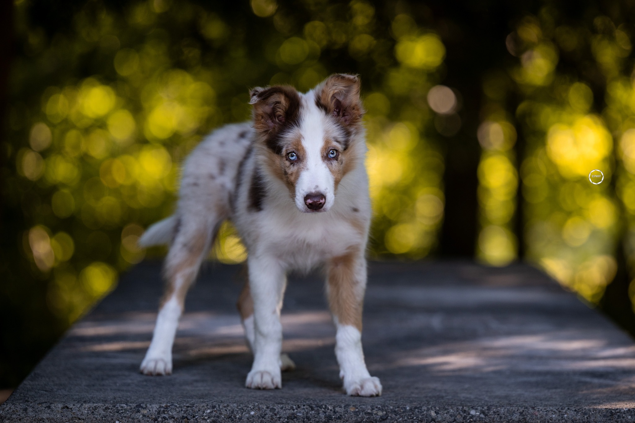 Sophart Photography Welpen Fotoshooting Aargau
