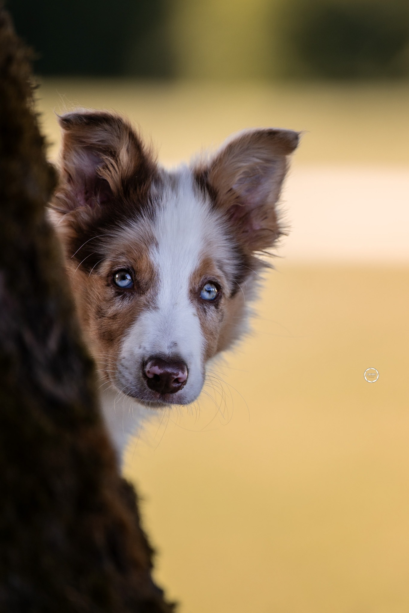Sophart Photography Welpen Fotoshooting Aargau