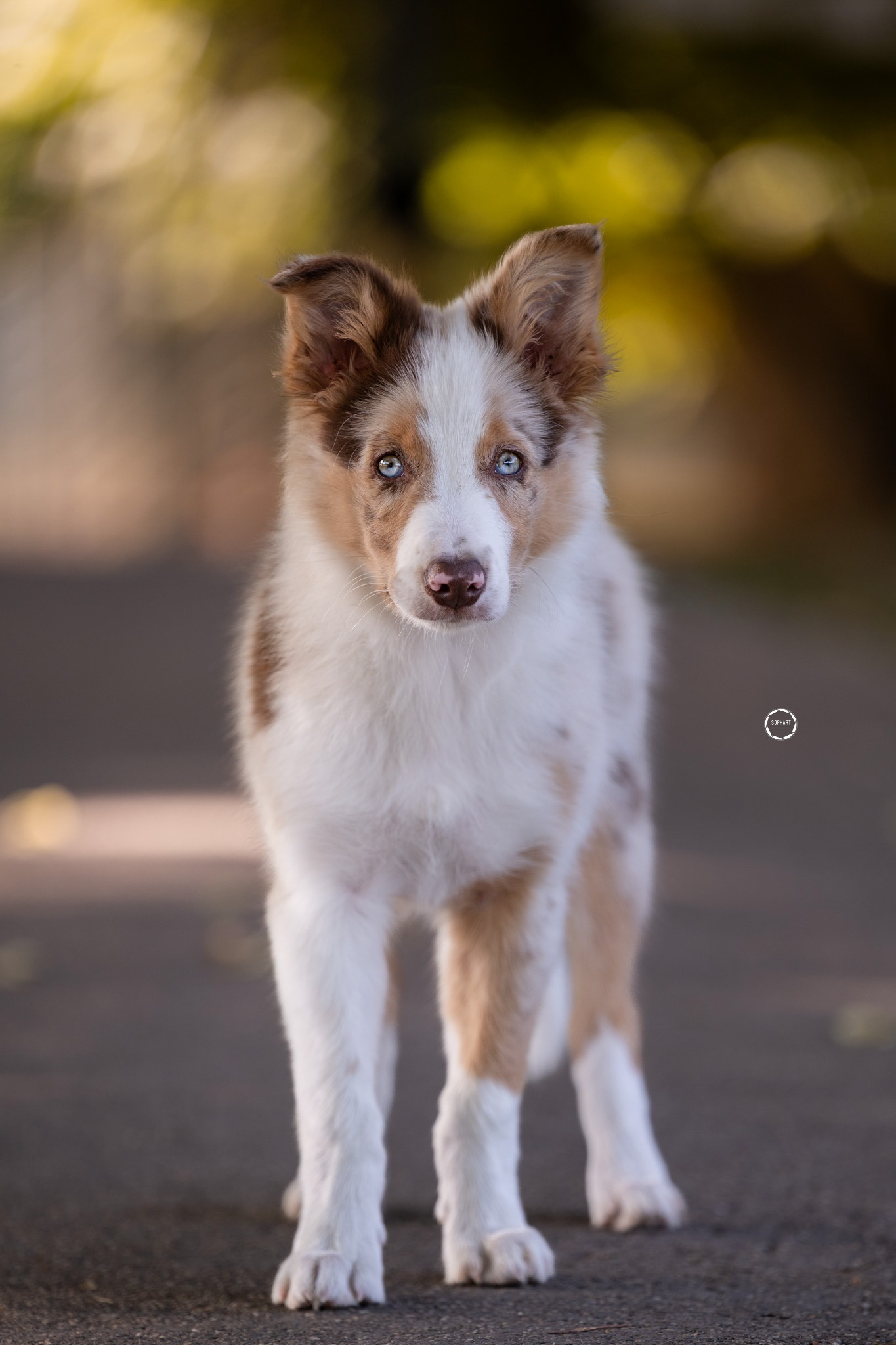 Sophart Photography Welpen Fotoshooting Aargau