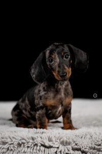 Sophart Photography Welpen Fotoshooting Aargau