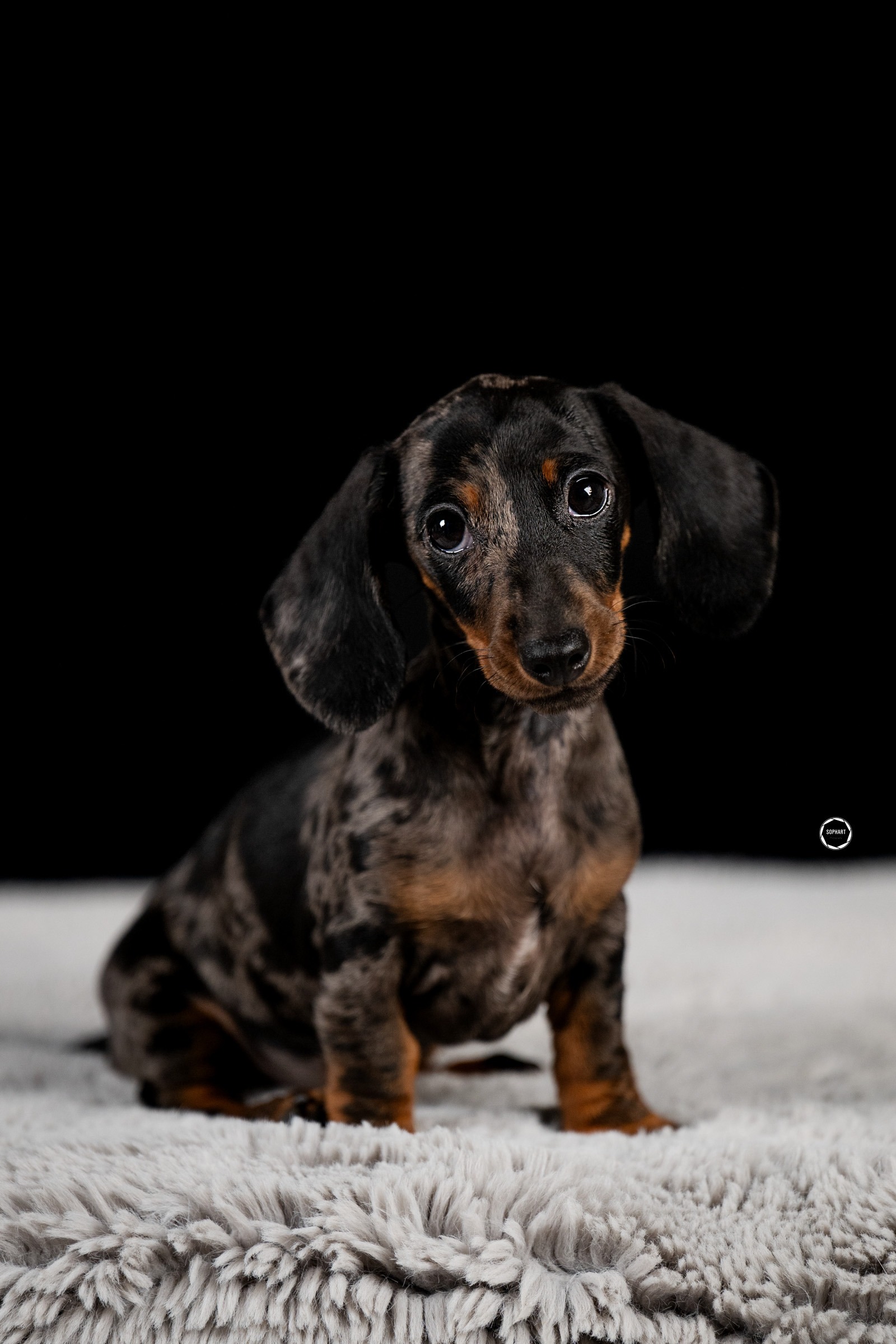 Sophart Photography Welpen Fotoshooting Aargau