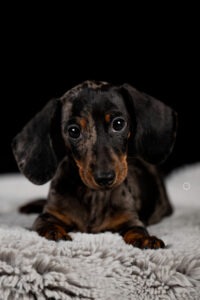 Sophart Photography Welpen Fotoshooting Aargau