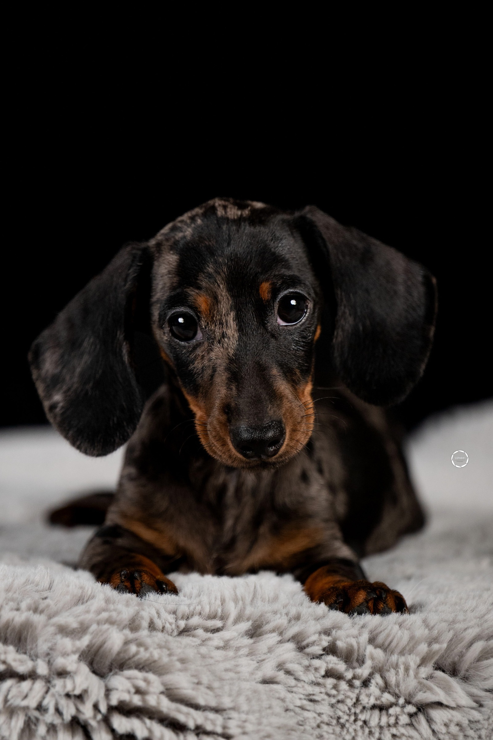 Sophart Photography Welpen Fotoshooting Aargau