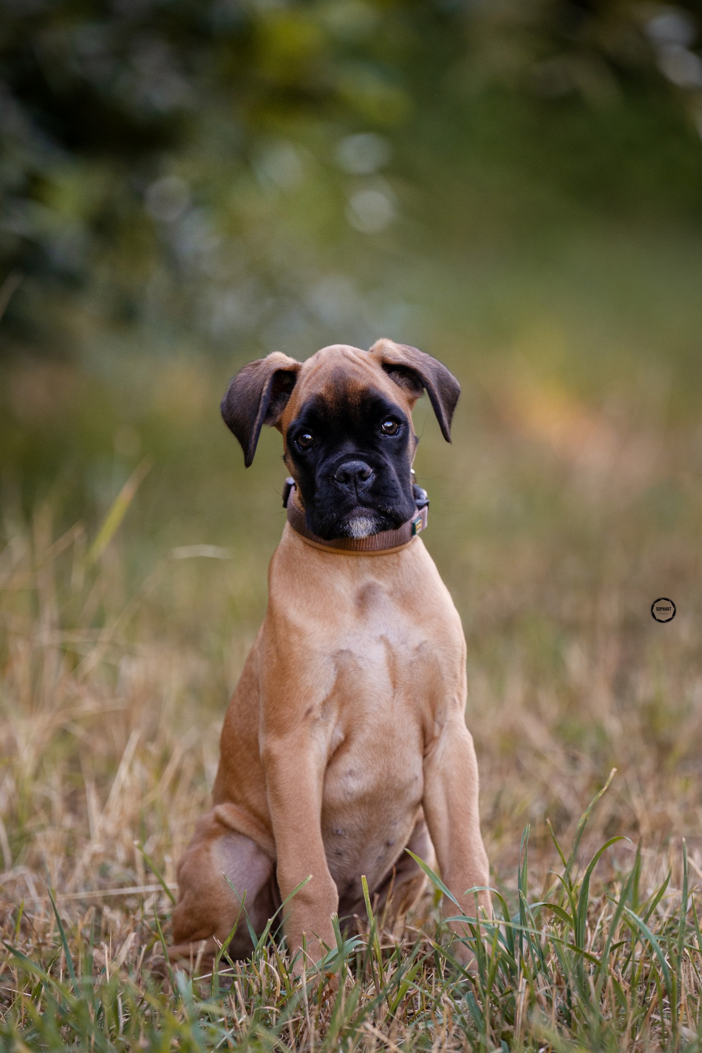 Sophart Photography Welpen Fotoshooting Aargau