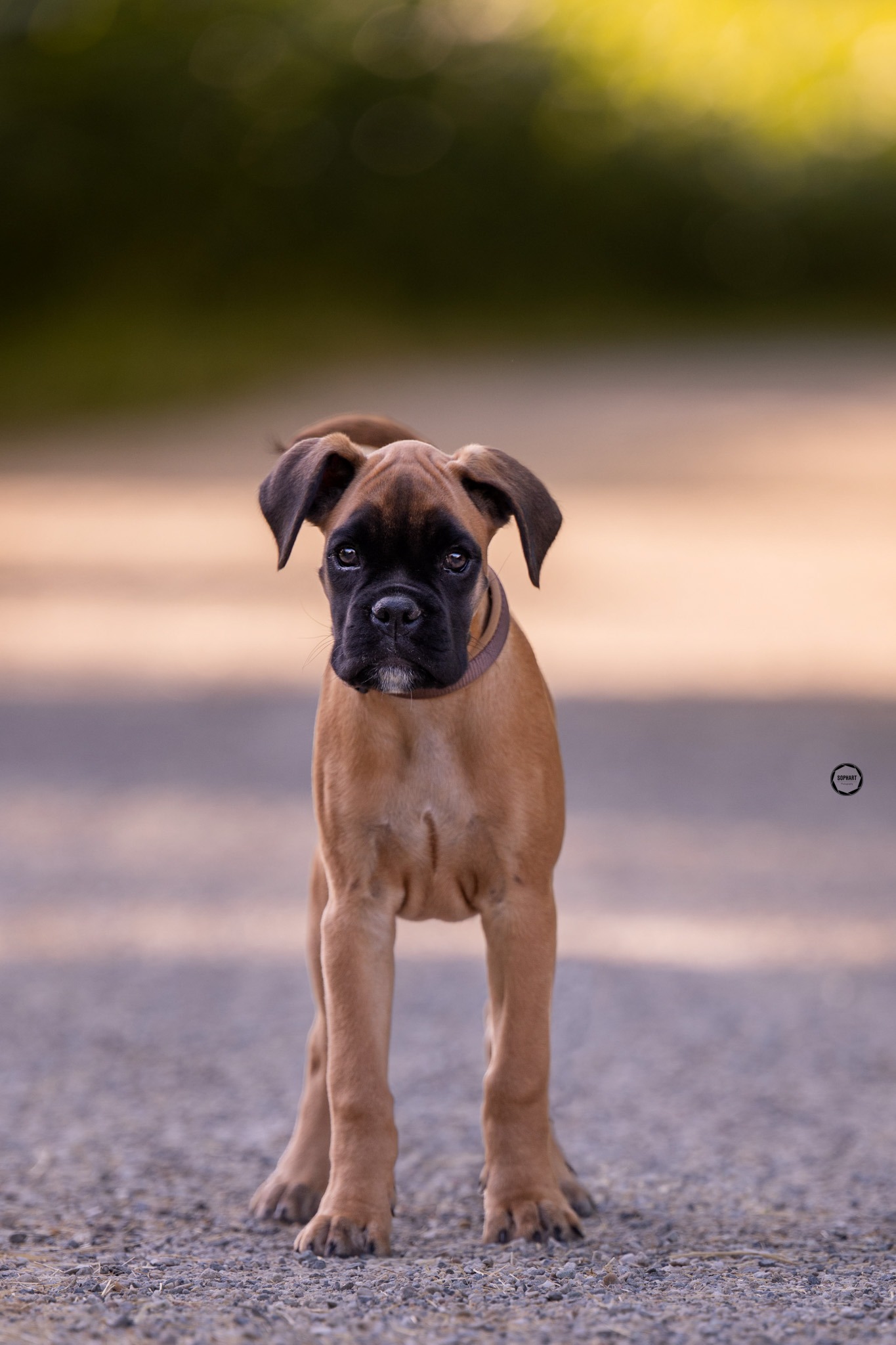 Sophart Photography Welpen Fotoshooting Aargau