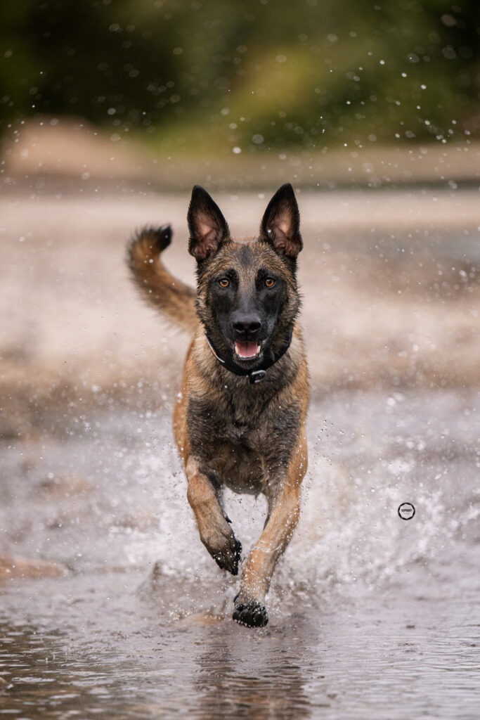 Sophart Photography Outdoor Hundefotografie