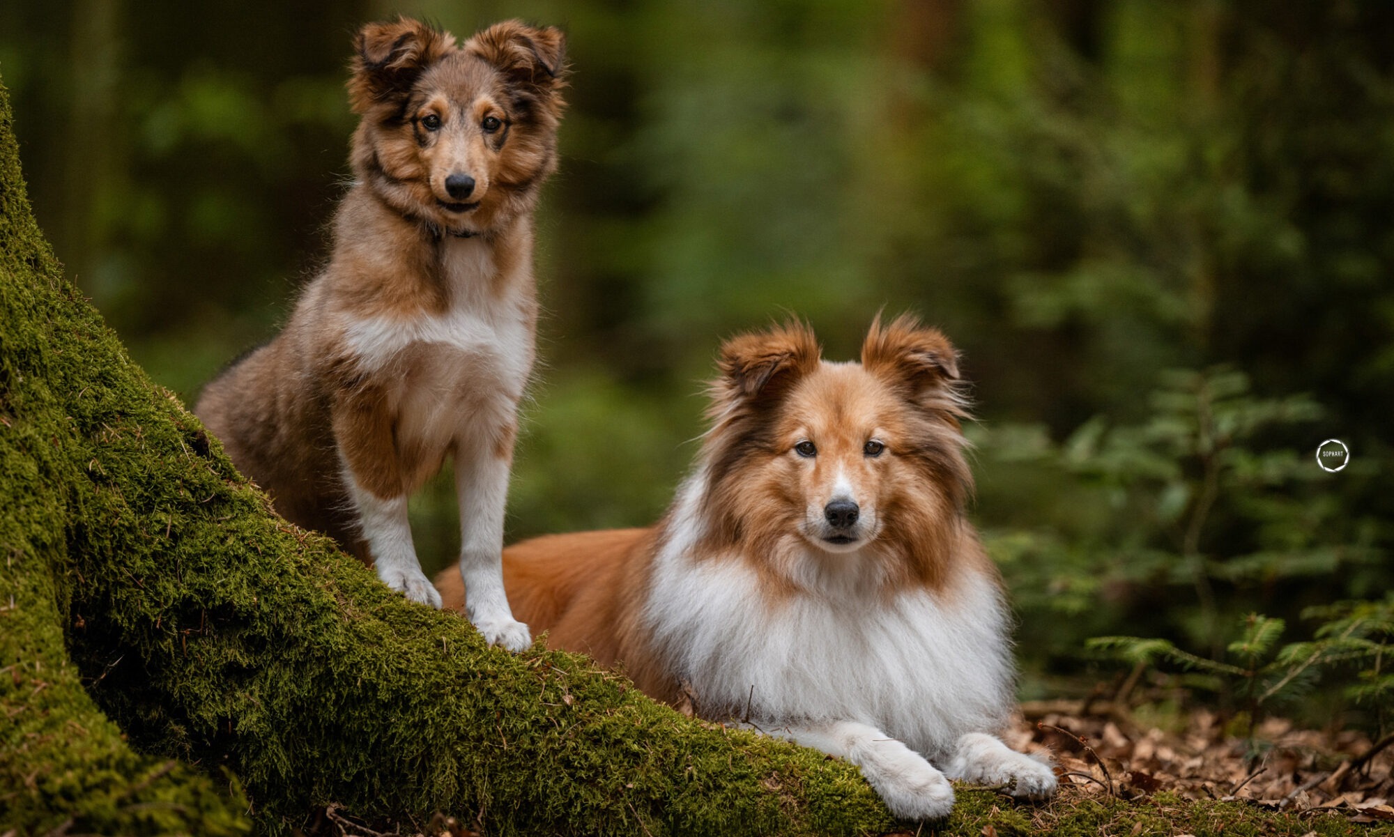 Sophart Photography Hunde Fotoshooting