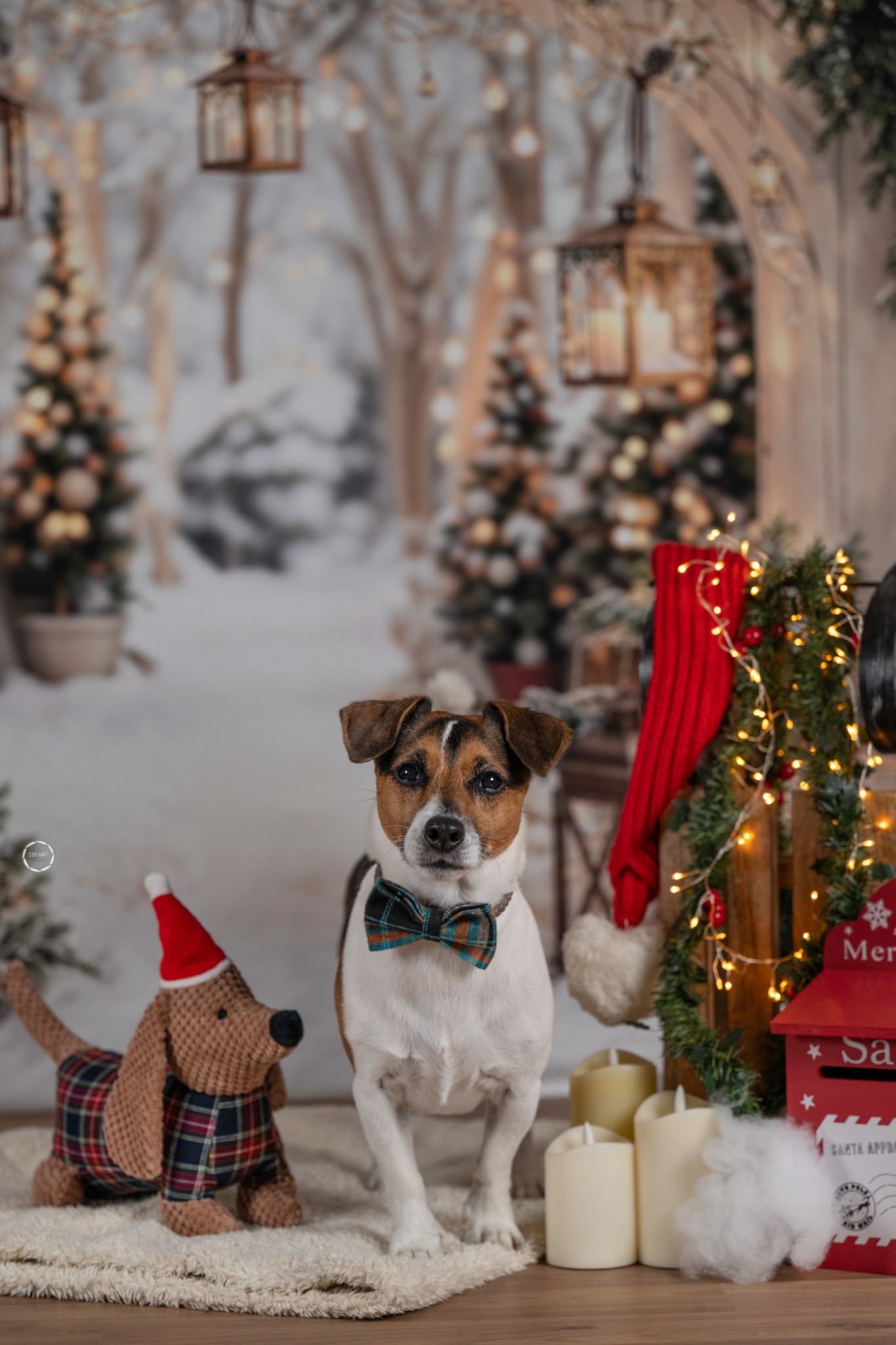 Hundefotografie Weihnachtsfotoshooting